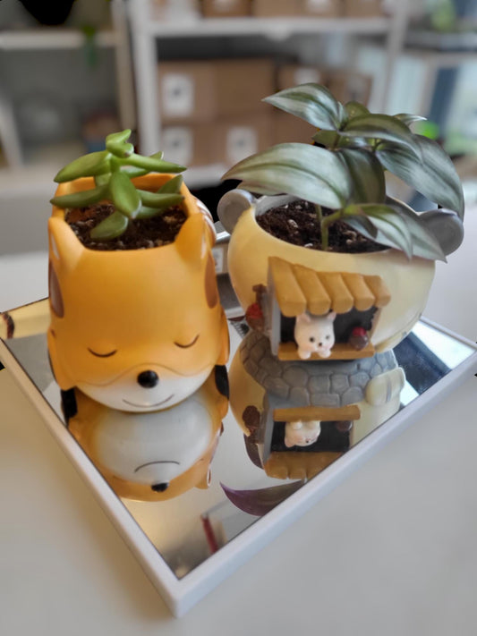 Adorable plant pots (comes with 1 plant of your choice)