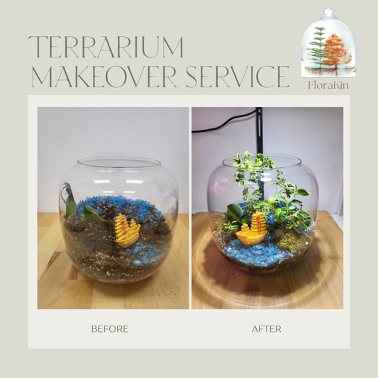 Terrarium Makeover Service
